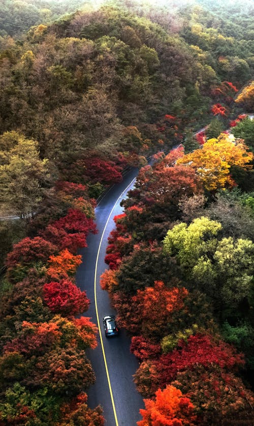 Car on Winding Road in Between Fall Trees