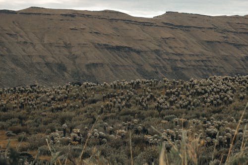 Desert Plants Near Dry Mountain