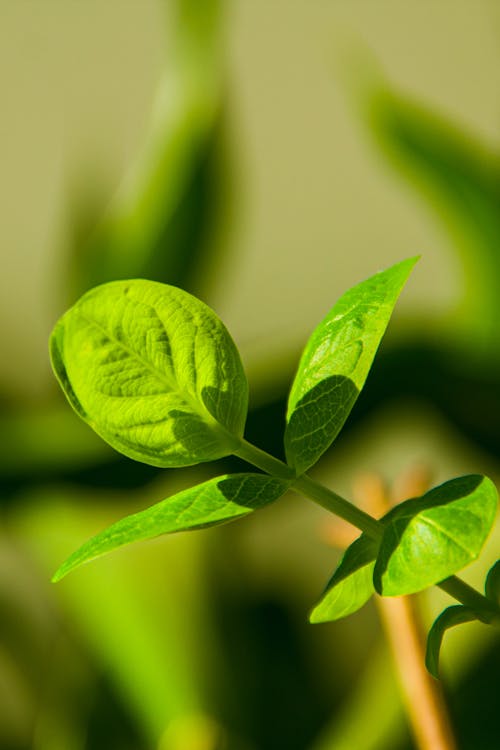 Green Leaf Plant in Close Up Photography