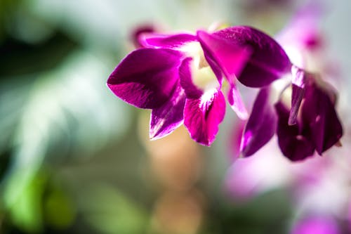 Close Up Photo of Orchids