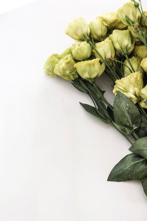 Free Bouquet of White Roses Stock Photo