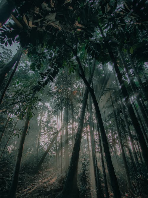 Free Dark Forest with Light Passing Through Trees Stock Photo