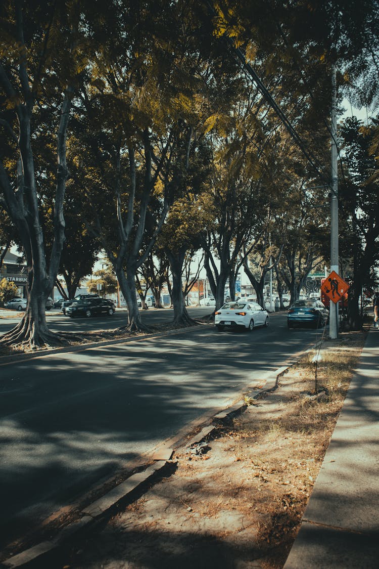 Trees Seperating A City Street