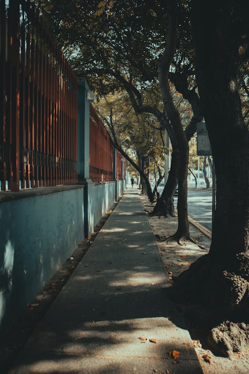 Foto d'estoc gratuïta de a l'aire lliure, arbres, carrer