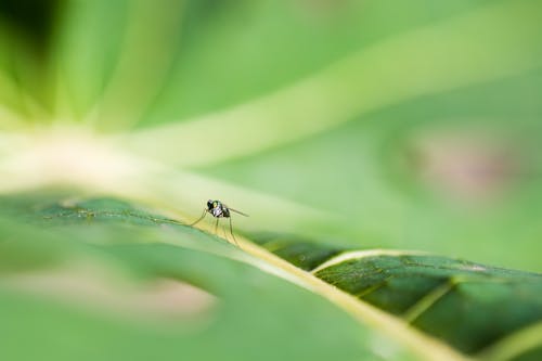 Extreme Close-up of a Fly on a Leaf 