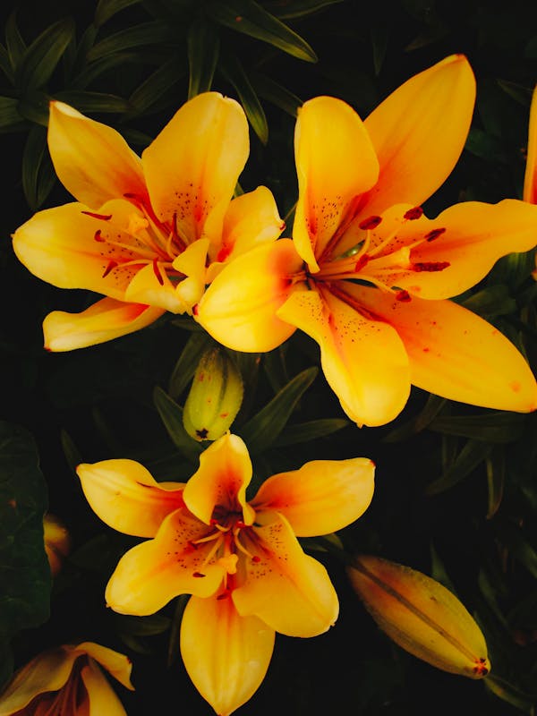 Yellow Lily Blooming