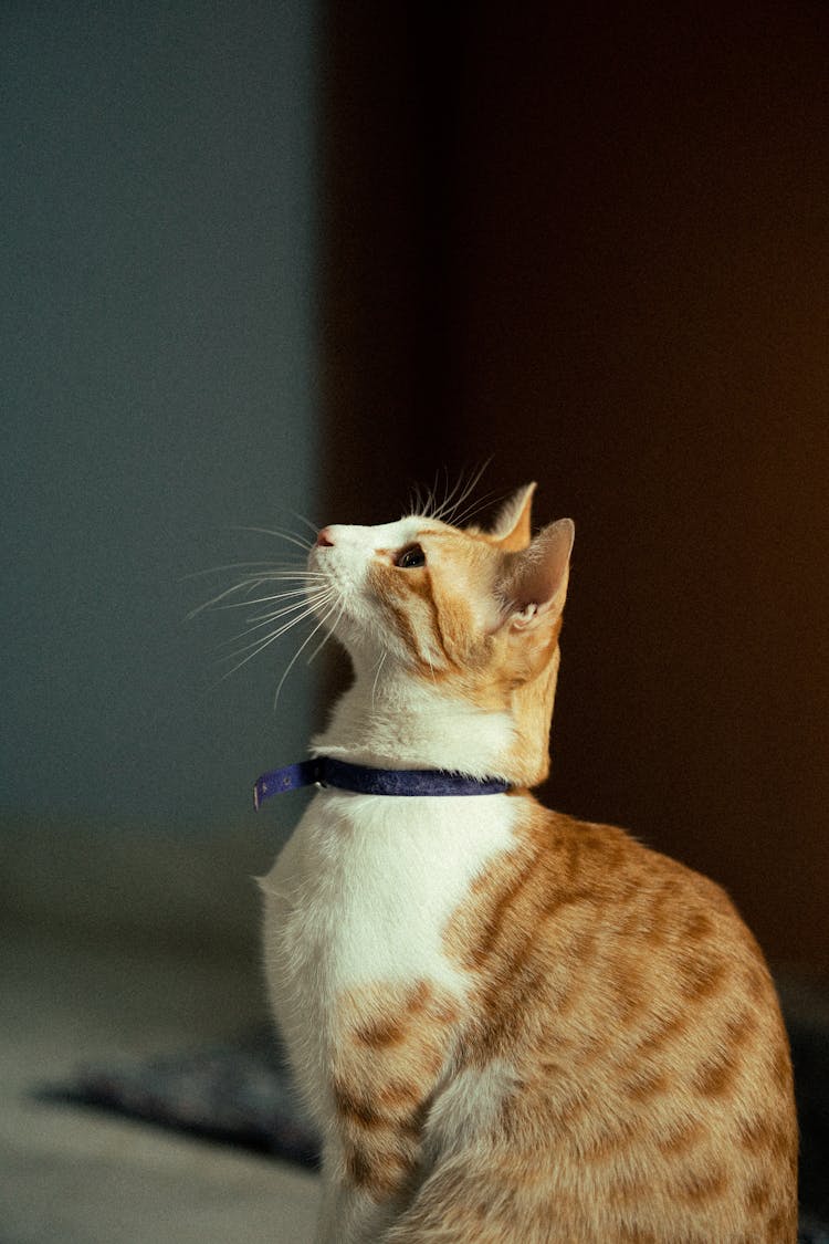 Cute Cat Sitting On Floor At Home