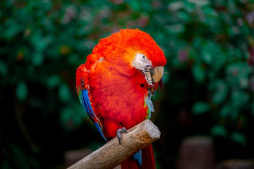 Close-Up Shot of a Scarlet Macaw