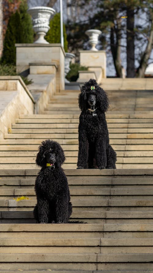 Immagine gratuita di animali domestici, cani, città