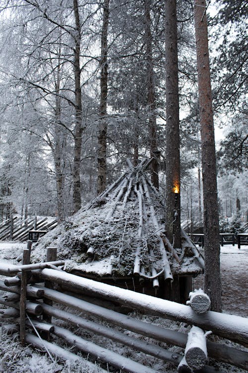 Photos gratuites de arbres, barrière, bois