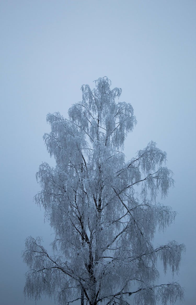 Tree In Snow On Sky Background