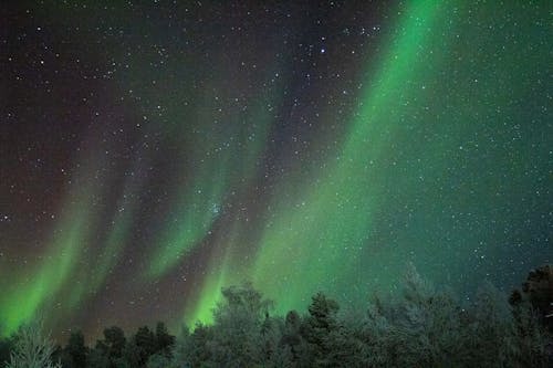 Gratis lagerfoto af aften, aurora borealis, grønne træer