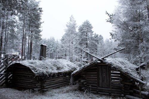 A Grayscale Photo of a Wooden Cabins Near the Trees