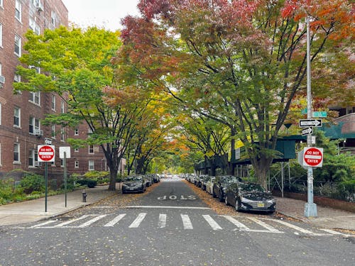 Free Beautiful trees in New York Stock Photo