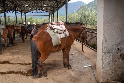 Ücretsiz ahır, atlar, Çiftlik içeren Ücretsiz stok fotoğraf Stok Fotoğraflar