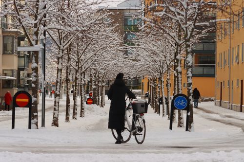 Free Urban winter scene with a woman walking a bicycle on a snow-covered street lined with trees. Stock Photo