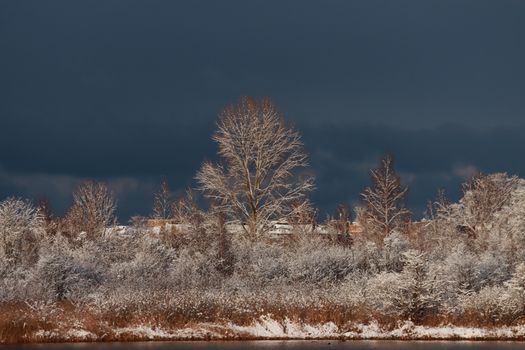 Captivating winter scene of snow-covered trees under a dark sky, reflecting tranquility.