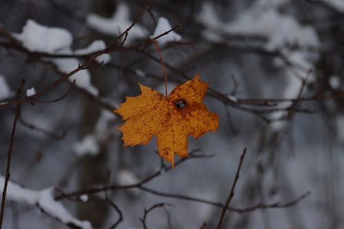 Close-Up Shot of a Maple Leaf