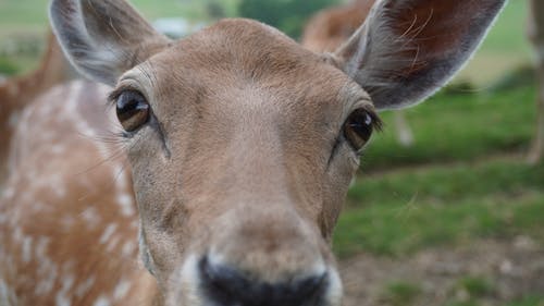 Face of a Fallow Deer in Close-up Shot