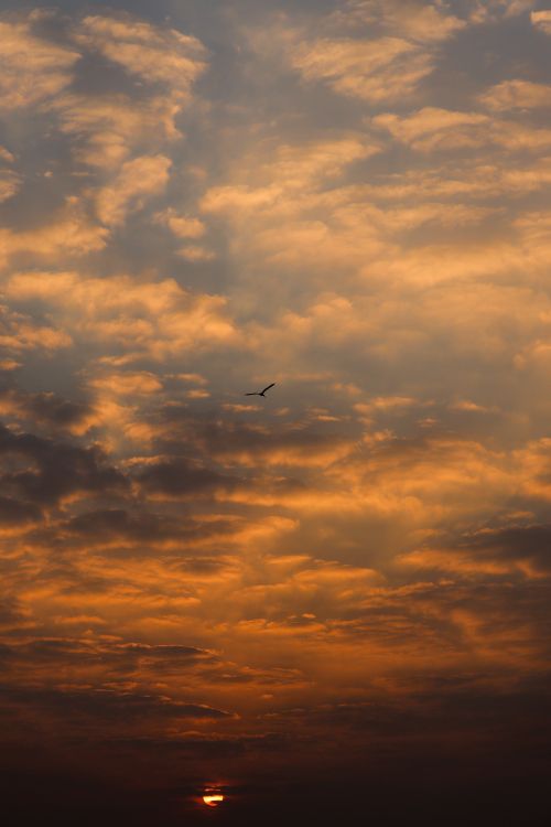 Free A serene scene of a bird soaring amidst a cloudy sunset sky, symbolizing freedom. Stock Photo