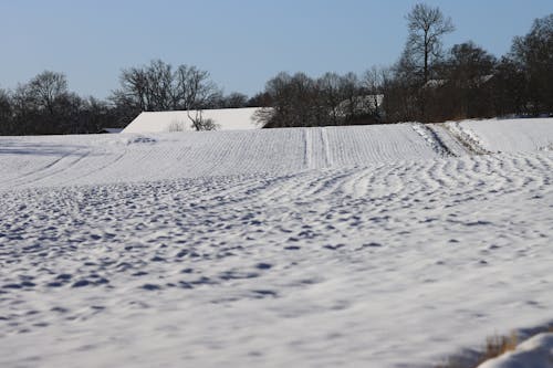 A Snow Covered Ground Near the Leafless Trees Under the Blue Sky