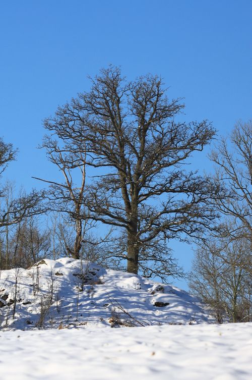 Free A solitary tree stands on a snow-covered hill against a clear blue sky during winter. Stock Photo