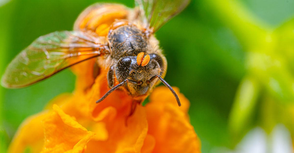 What Is EverBee, and How Does It Help Etsy Sellers?