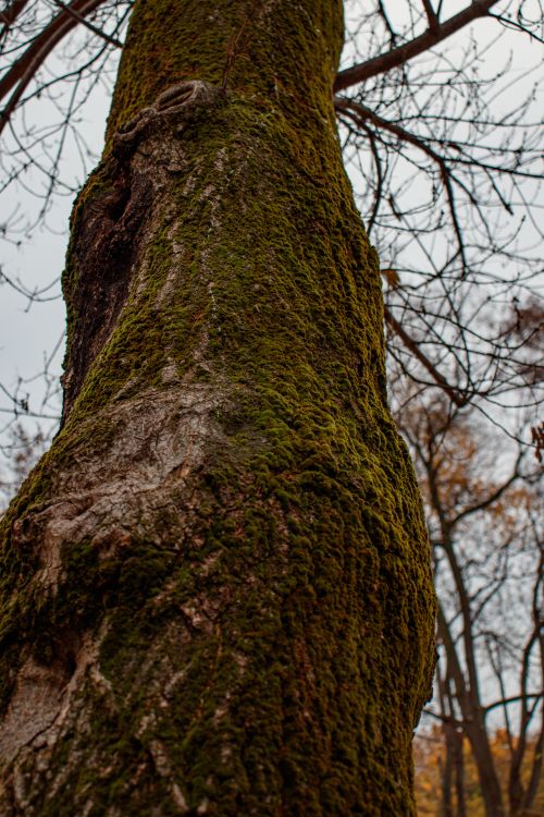 Free A close-up of a mossy tree trunk with bare branches in an autumn forest setting. Stock Photo