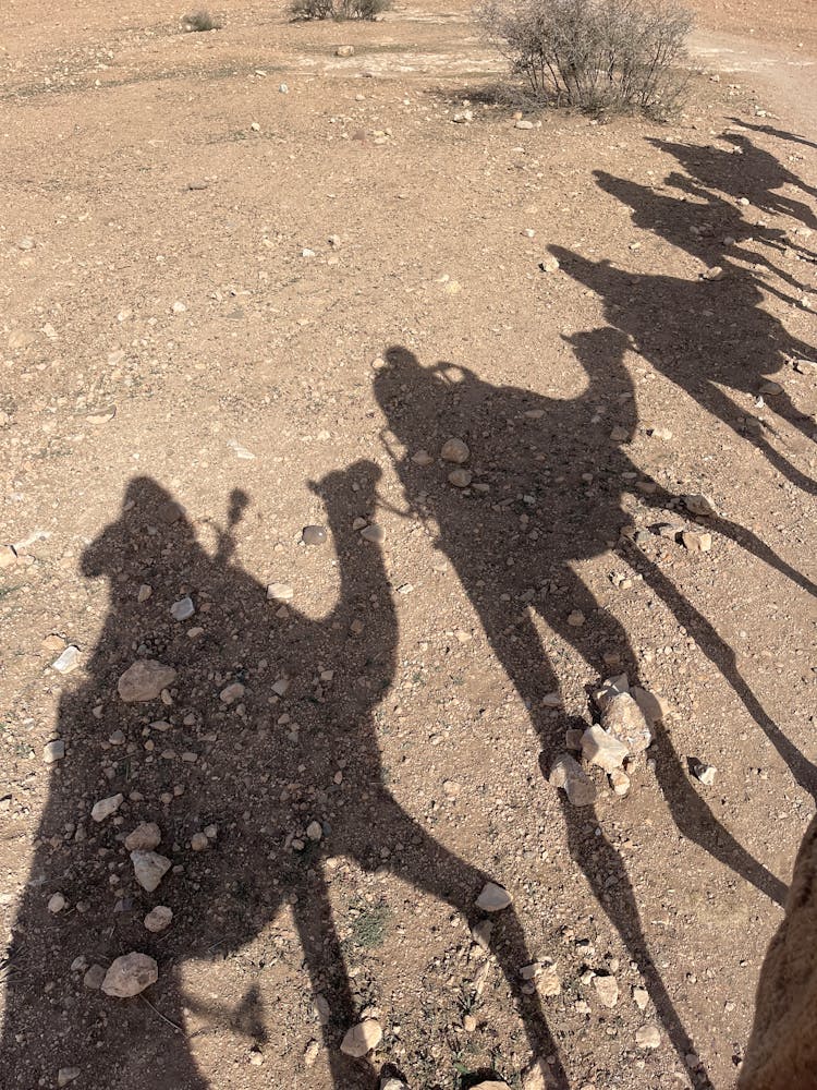 Shadow Of People Riding Camels