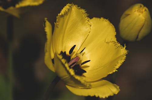 Δωρεάν στοκ φωτογραφιών με γκρο πλαν, κίτρινη τουλίπα, κίτρινο άνθος Φωτογραφία από στοκ φωτογραφιών