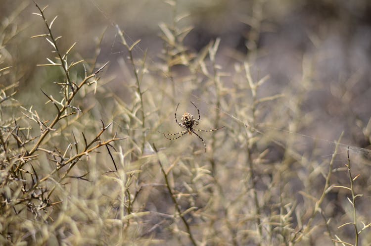 A Spider Making Web On Thorny Stems