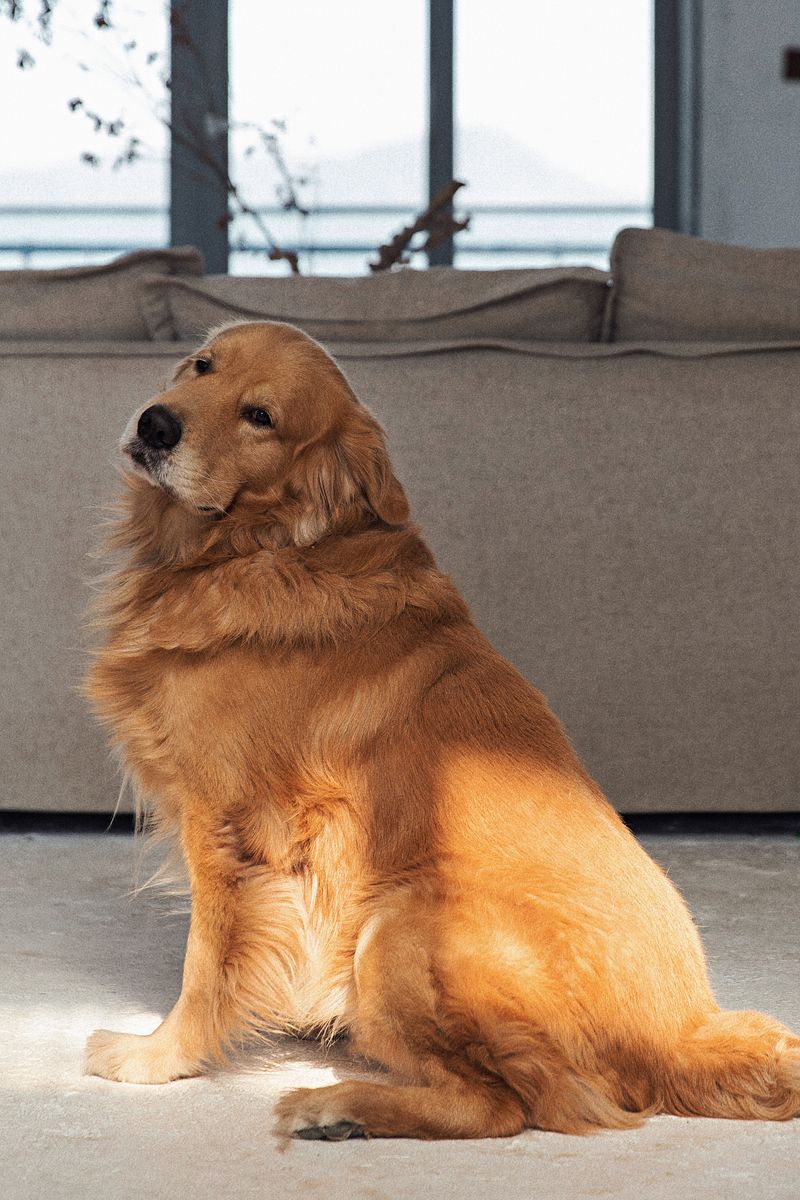 Golden retriever relaxing indoors