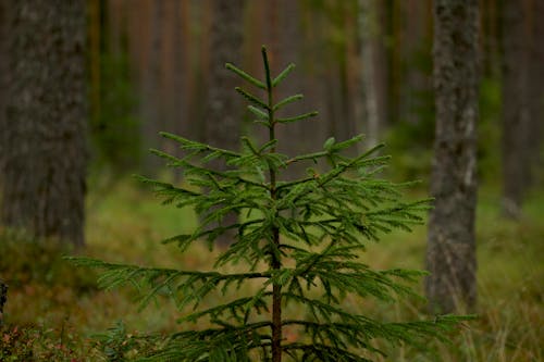 Základová fotografie zdarma na téma bujný, čerstvý vzduch, déšť