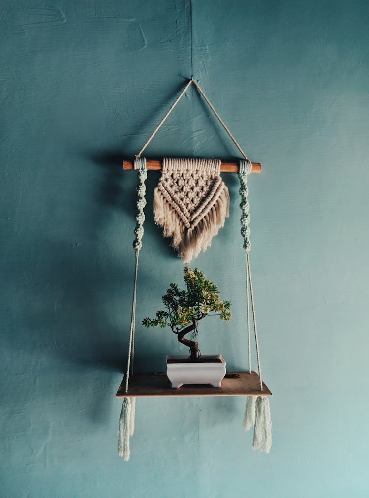 Bonsai Plant On A Shelf