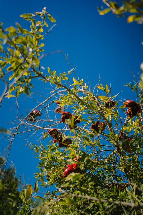Free Vibrant pomegranates hanging from a lush tree set against a clear blue sky in Antalya, Turkey. Stock Photo