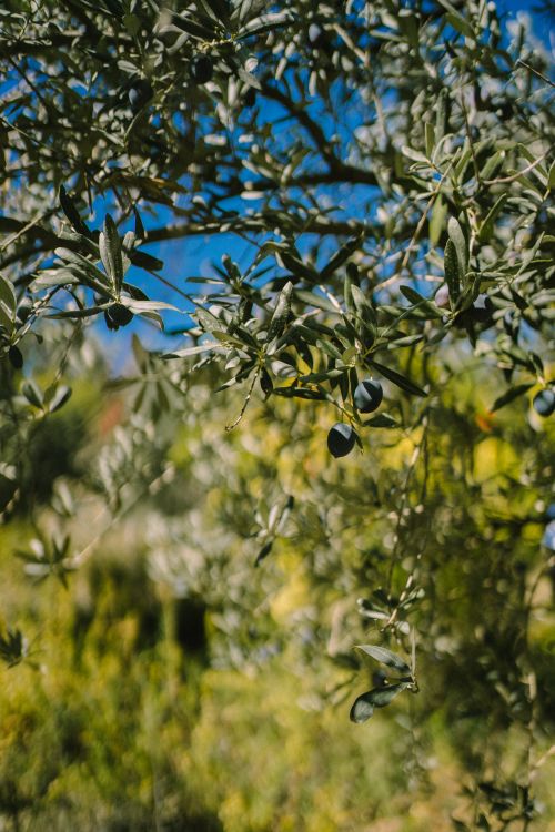 Free A vibrant olive tree with abundant foliage and ripe olives in the sunlight of Kemer, Turkey. Stock Photo