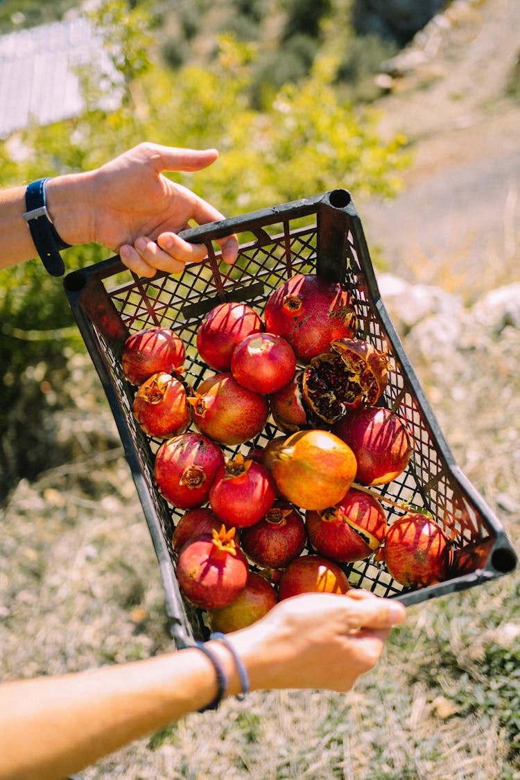 Person Holding Box Of Pomegranates