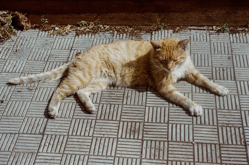 A Cat Resting in Concrete Pavement