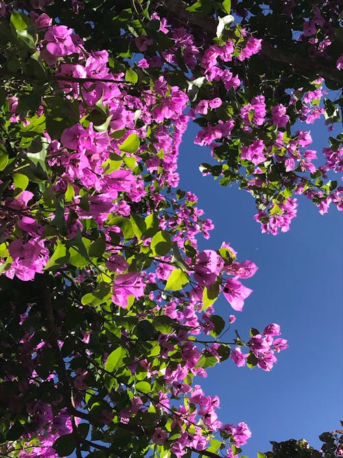 Gratis arkivbilde med blå himmel, blomst, blomster