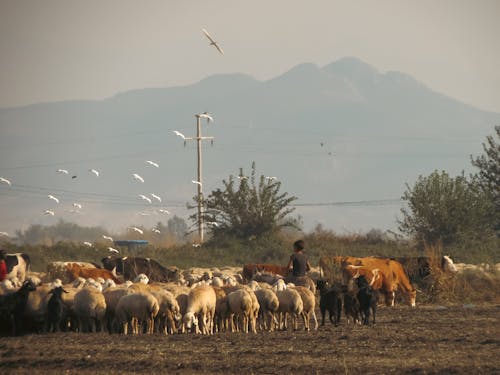 Grazing Sheep and Cows with the Mountain Peak on the Horizon