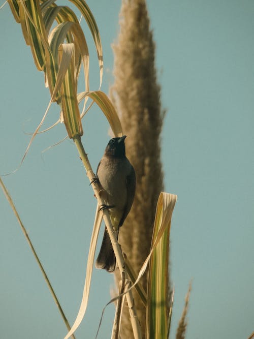 Bird Perched on a Plant