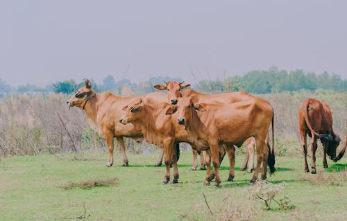 Bruin Vee Op Groen Gras