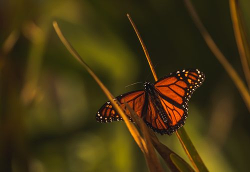 Free A vibrant Monarch butterfly perched on leaves, showcasing detailed wings in natural light. Stock Photo