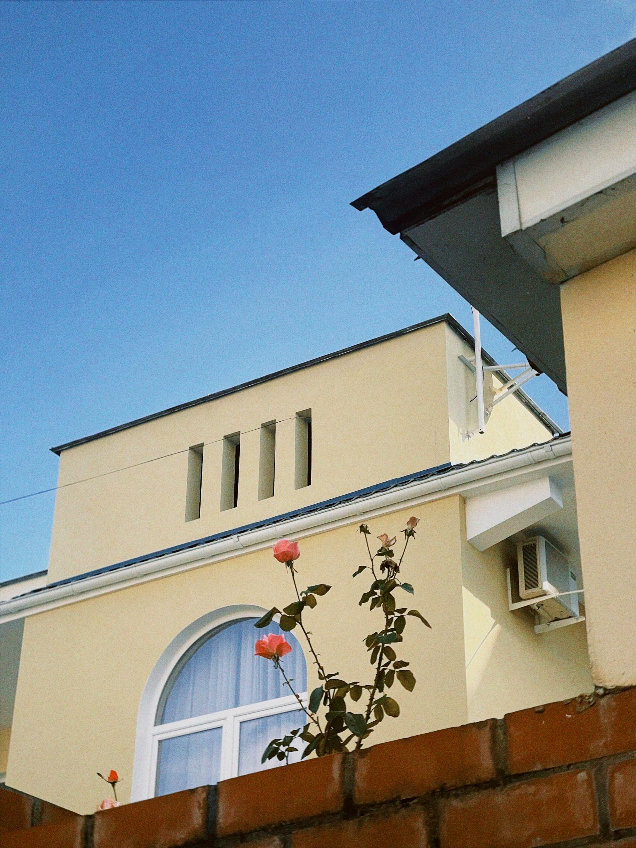 Roses Blooming in Front of a White Painted House · Free Stock Photo