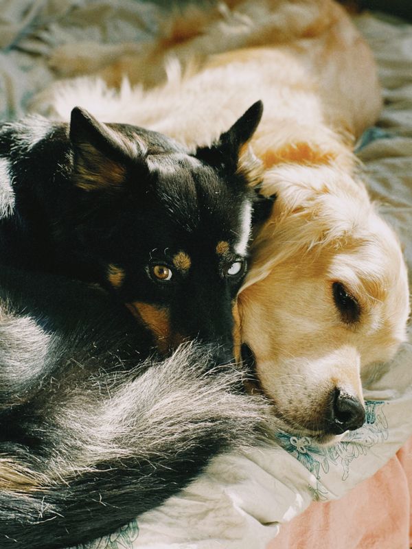 Two dogs lying close together