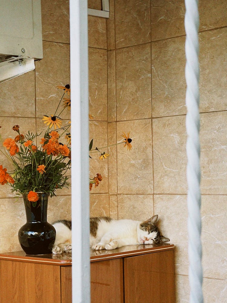 Cat Sleeping Beside A Flower Vase