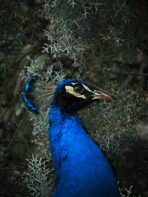 Blue Peacock in Close Up Photography