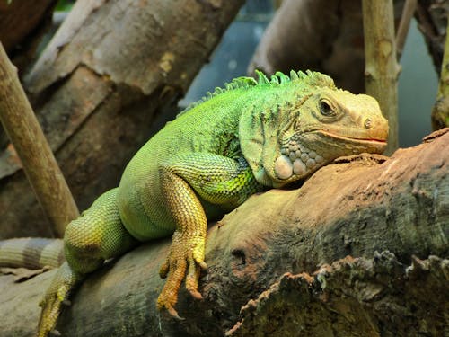 動物, 動物攝影, 爬蟲 的 免费素材图片