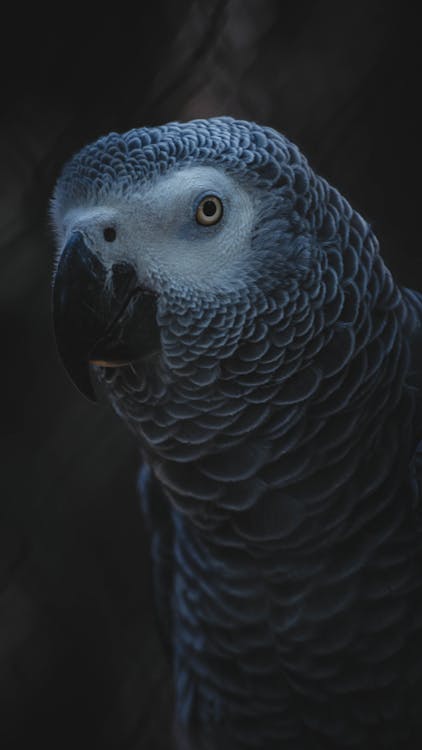 Parrot in Close-up Photography