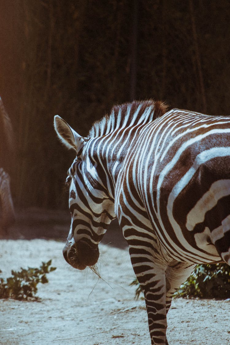 Zebra Eating Grass